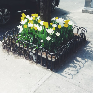 spring in NYC